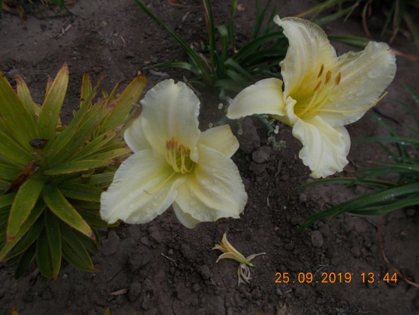  - HEMEROCALLISI 2019-noutati si remnontantii din acest an
