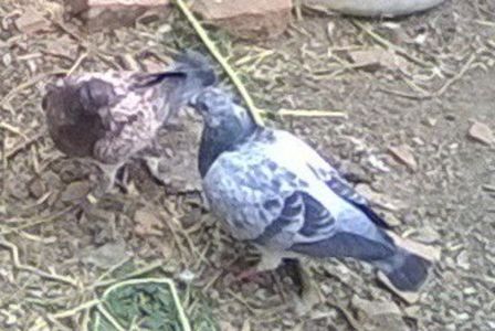 24.09.2019 Tatal fiu din Olandez si fiul lui pe maro - Porumbei mei Voiajori si Zburatori de Severin