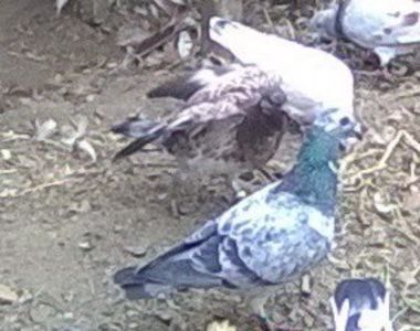  - Porumbei mei Voiajori si Zburatori de Severin