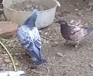  - Porumbei mei Voiajori si Zburatori de Severin