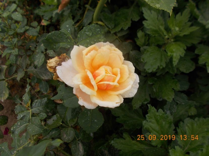  - TRANDAFIRI 2019-2