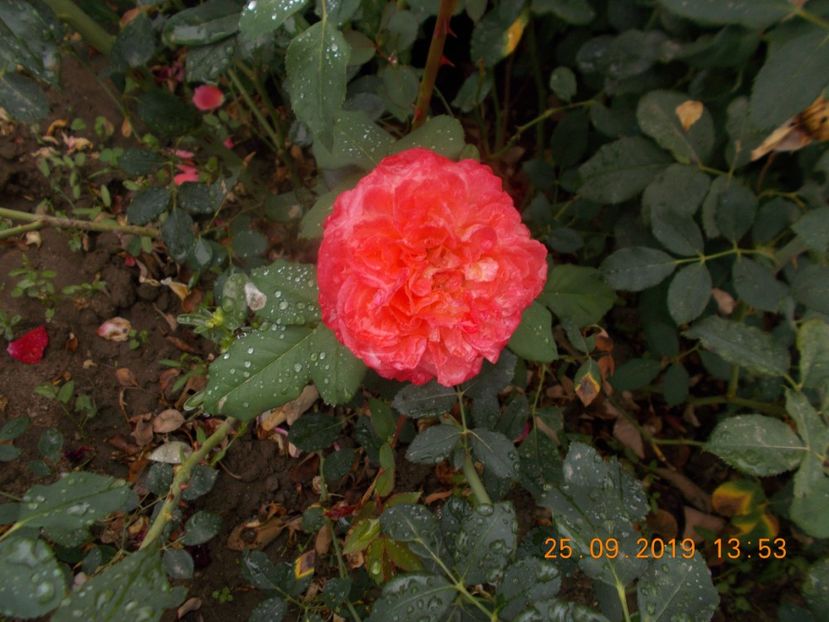  - TRANDAFIRI 2019-2