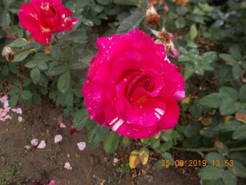  - TRANDAFIRI 2019-2
