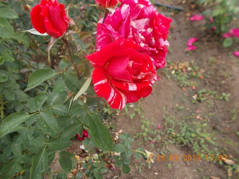  - TRANDAFIRI 2019-2