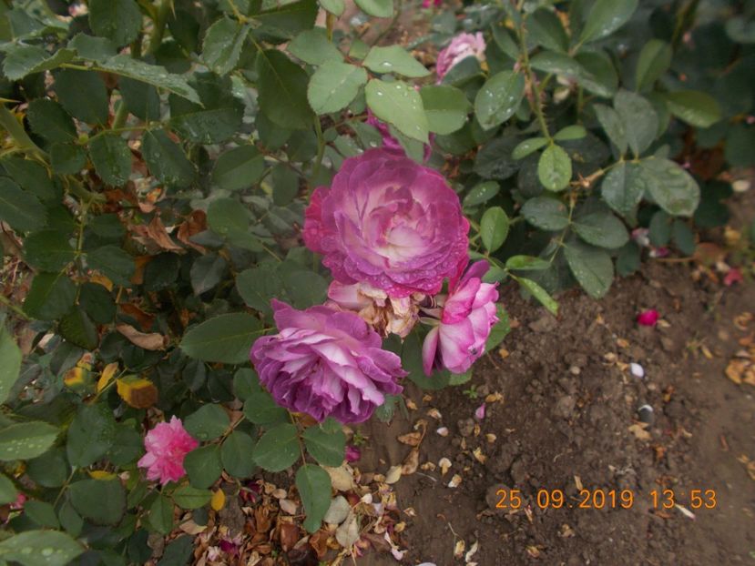  - TRANDAFIRI 2019-2