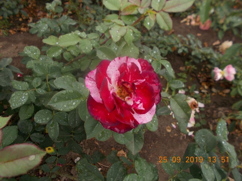  - TRANDAFIRI 2019-2