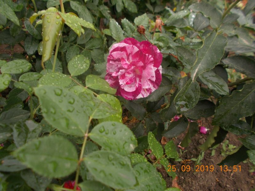  - TRANDAFIRI 2019-2