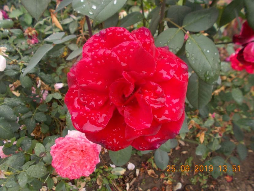  - TRANDAFIRI 2019-2