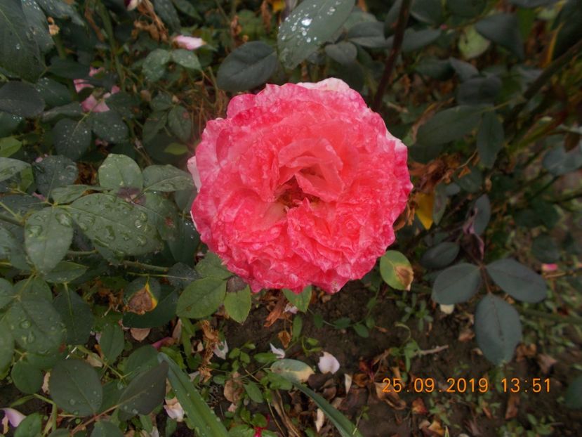  - TRANDAFIRI 2019-2