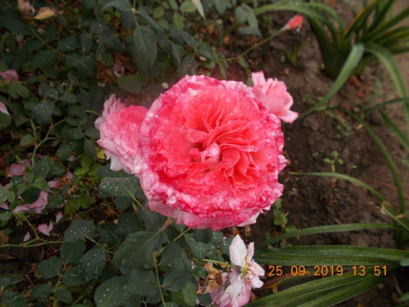 - TRANDAFIRI 2019-2