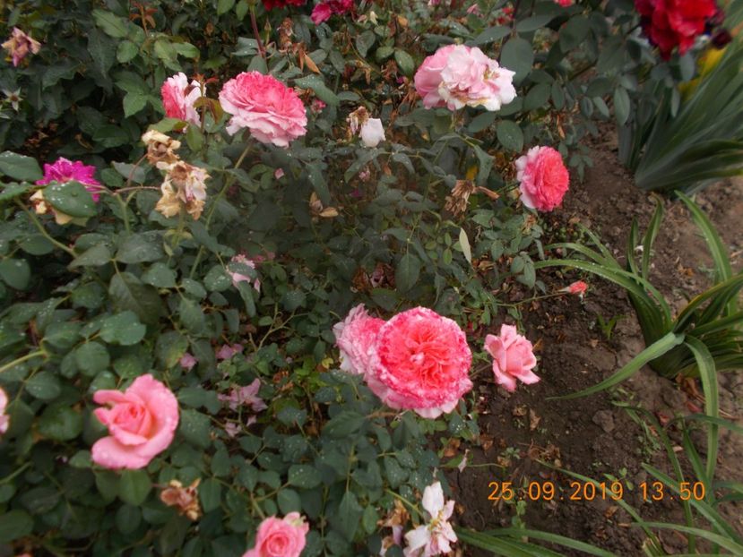  - TRANDAFIRI 2019-2