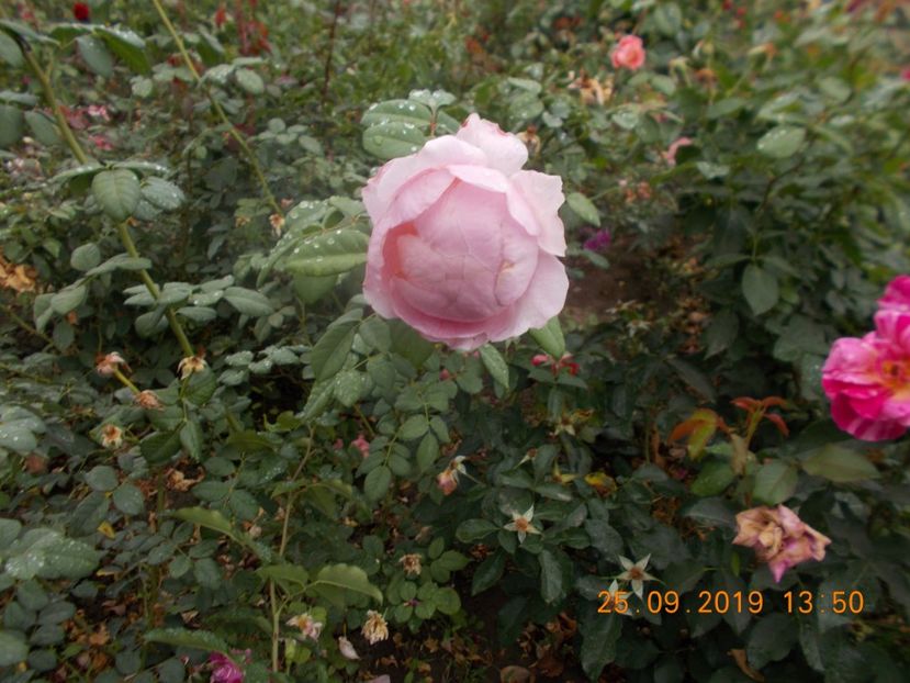  - TRANDAFIRI 2019-2