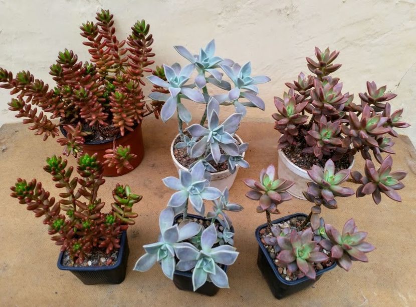18lei buc cele din spate, 12lei buc. cele din fata - Plante suculente de vanzare