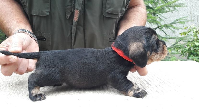  - litera G din BOCK si BLACKIE 2019