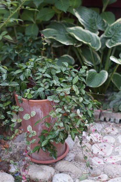  - Septembrie 2019- septembrie 2020