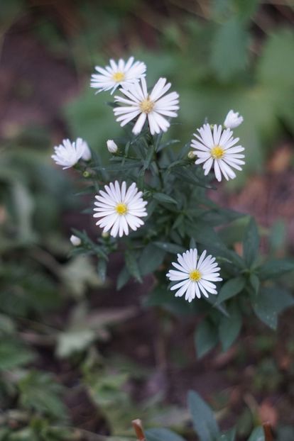  - Septembrie 2019- septembrie 2020