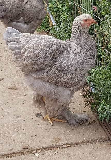  - B__Brahma Silver orange