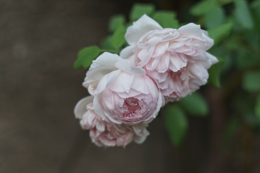  - Septembrie 2019- septembrie 2020