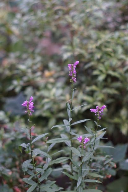  - Septembrie 2019- septembrie 2020