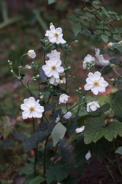  - Septembrie 2019- septembrie 2020