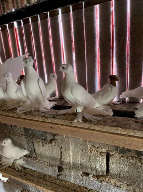 9F9F7822-DA34-4058-9232-EE6ACA6E3304 - De vânzare 2019