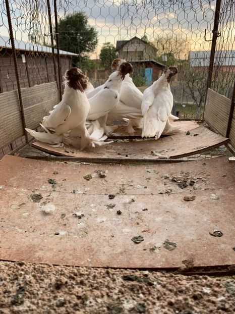 0E662F91-12B8-4E9D-9328-01BFF2CDFF2A - De vânzare 2019