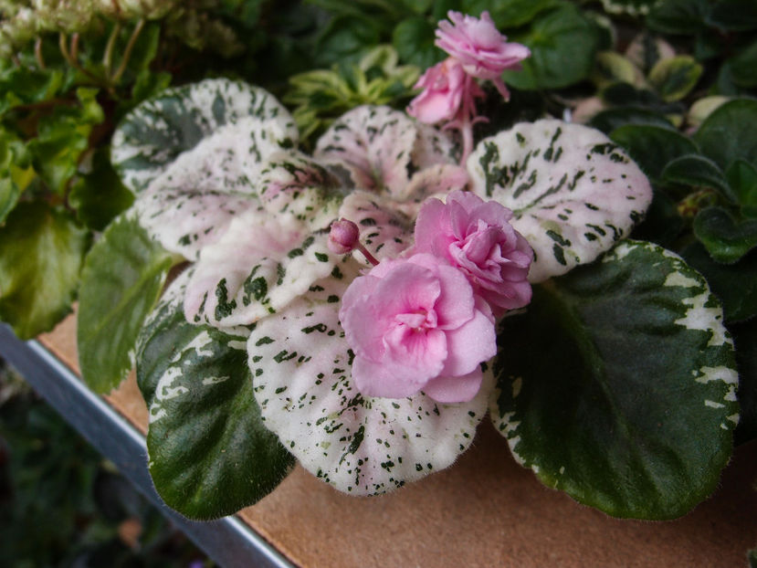 Rose Bouquet - a a Ghiceste varietatea
