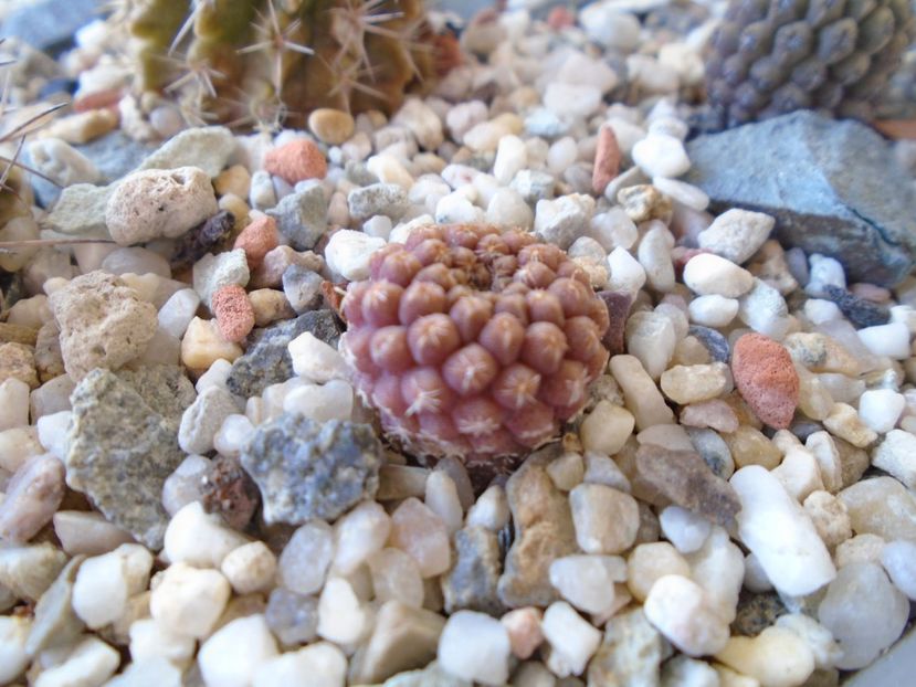 Eriosyce (Thelocephala) odieri - Cactusi 2019 bis bis