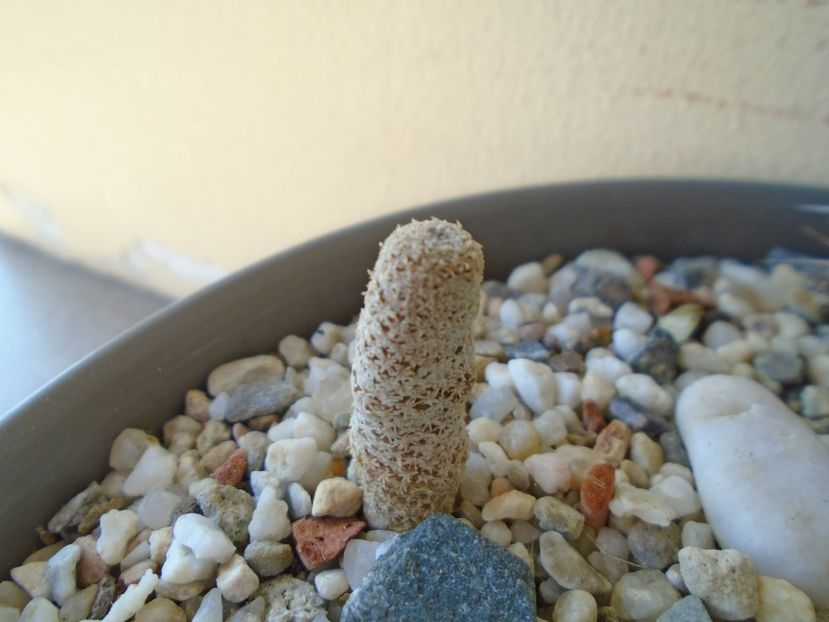 Eriosyce napina v. duripulpa (Thelocephala duripulpa) - Cactusi 2019 bis bis