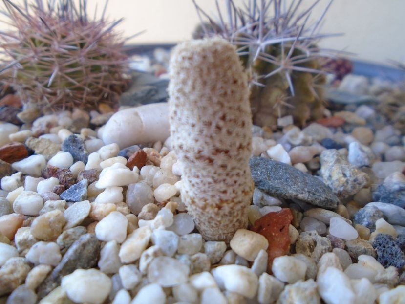 Eriosyce napina v. duripulpa (Thelocephala duripulpa) - Cactusi 2019 bis bis