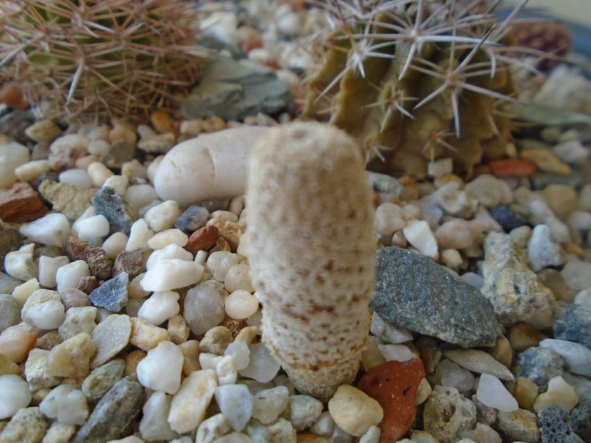 Eriosyce napina v. duripulpa (Thelocephala duripulpa) - Cactusi 2019 bis bis