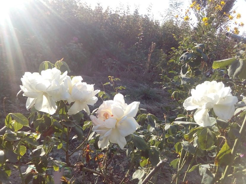 in stoc foarte prolific si remontant, parfumat 4 ani, 100lei - w Produse livrate