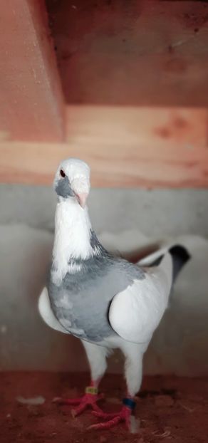  - Pui 2019