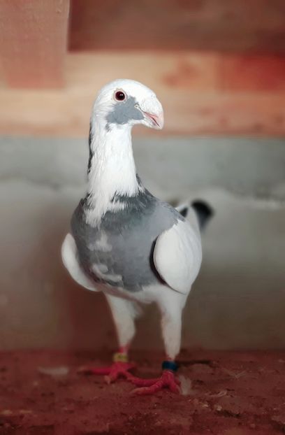  - Pui 2019