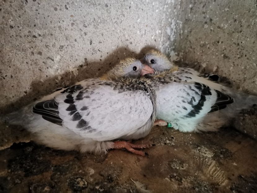  - Tineret 2019