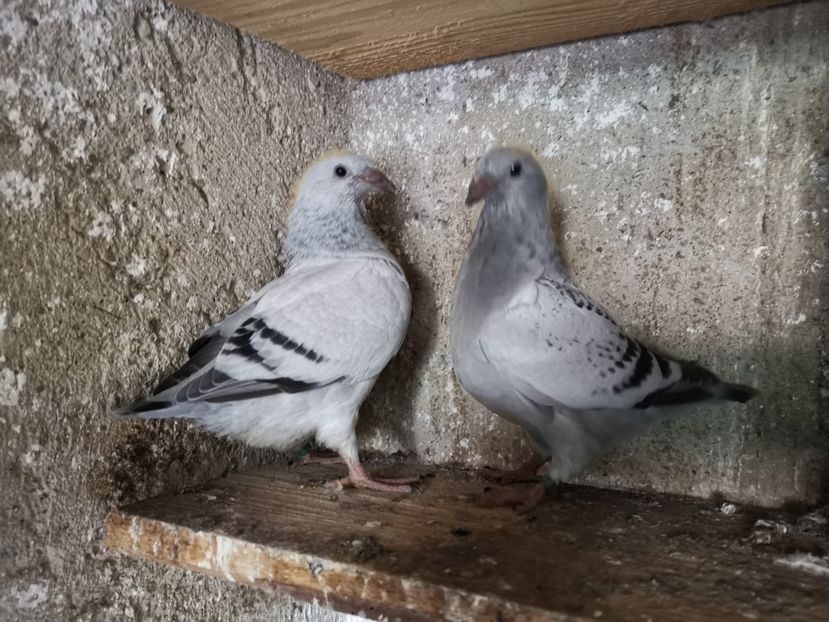  - Tineret 2019