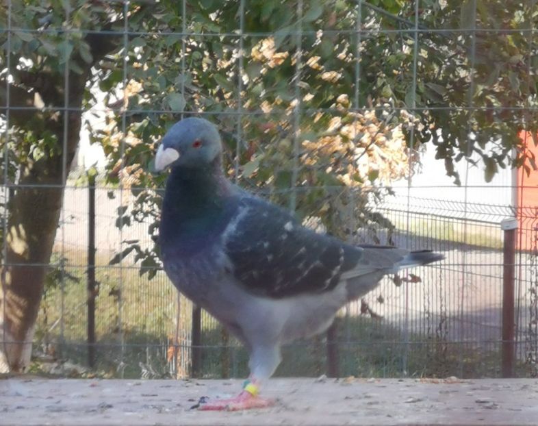  - Tineret 2019