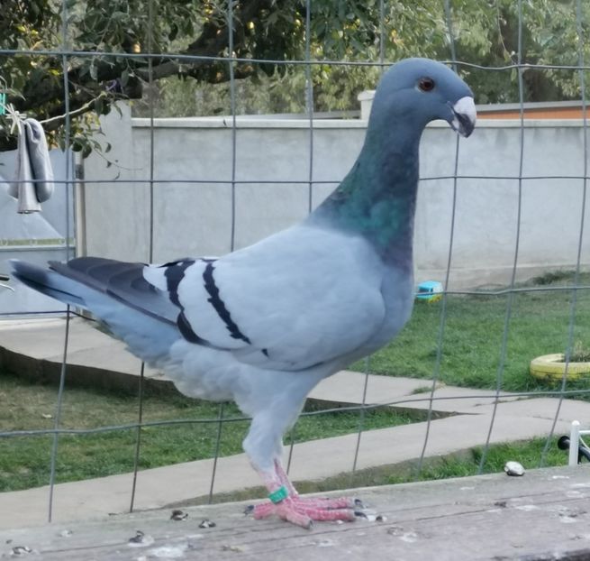  - Tineret 2019