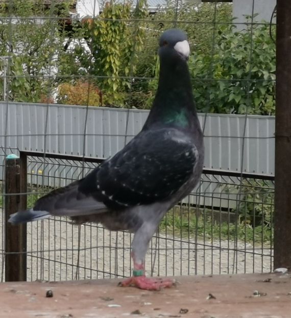  - Tineret 2019