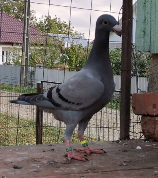  - Tineret 2019