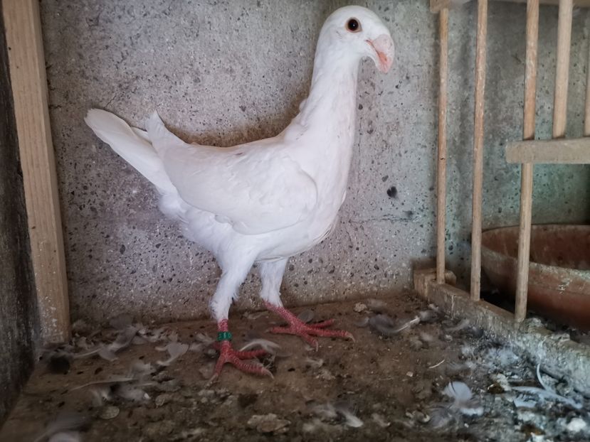  - Tineret 2019