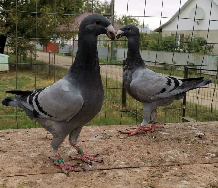  - Tineret 2019