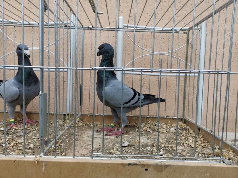  - Tineret 2019