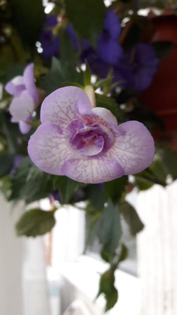  - Lavender Bliss