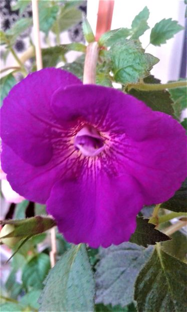 20190926_075102-inb- - achimenes diverse varietatii