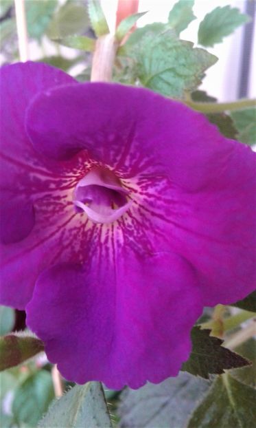 20190926_075108-inb-1 - achimenes diverse varietatii