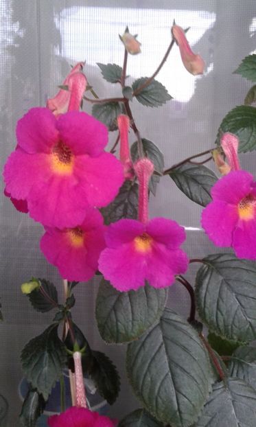 20190926_075144-hry - achimenes diverse varietatii