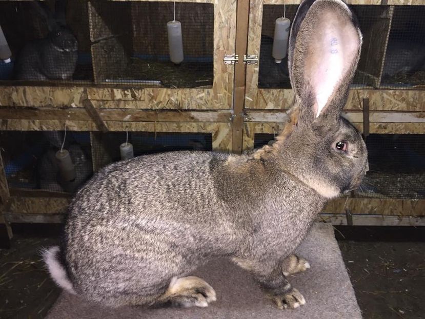 TATĂL - TATĂL ȘI FIUL ll