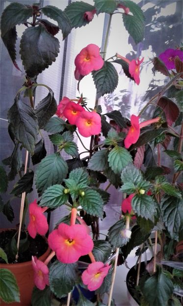 20190926_082119-444 - Achimenes Aloha