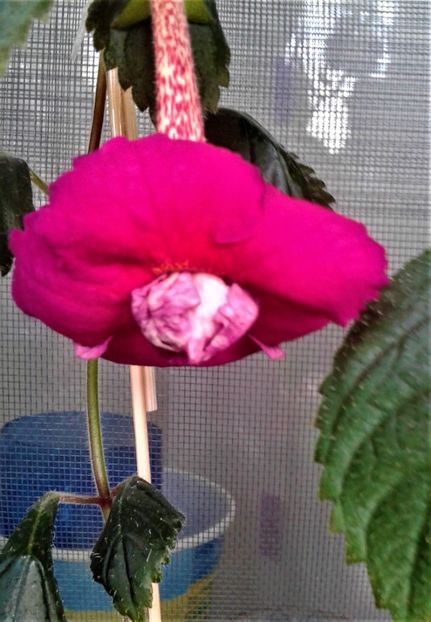 20190926_082252-x1 - Achimenes 17 09 2016789